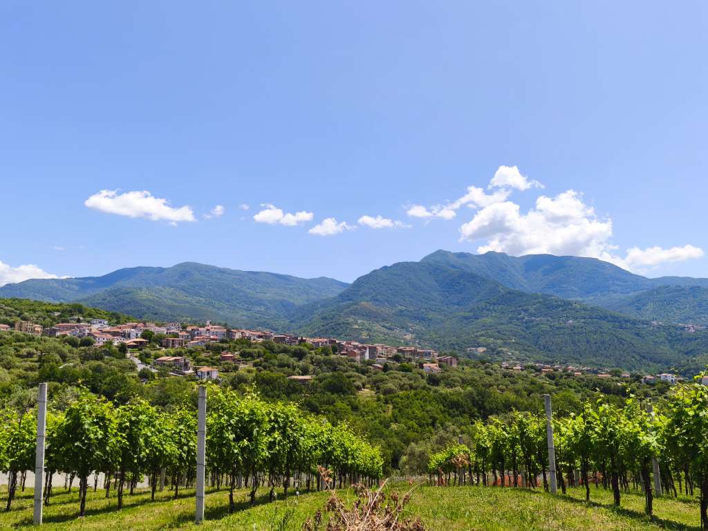 vigna cilentana con sfondo